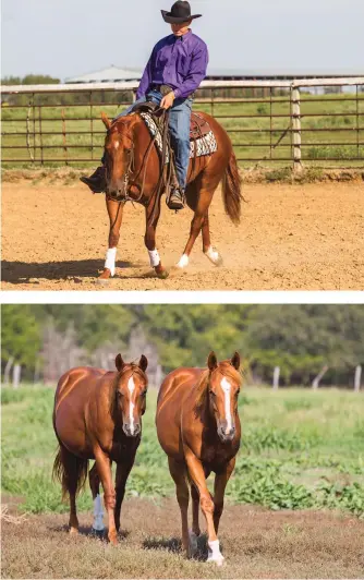  ??  ?? TOP: Do steer your horse by guiding his body with your legs— it’s a common mistake to steer just his face with your hands. BOTTOM: Don’t expect your horse to learn anything when you’re too busy to learn anything. A purposeful vacation is fi ne, but...