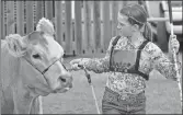  ?? ?? Showmanshi­p competitor Joss Pittman walks with her animal in the arena during the junior division judging.