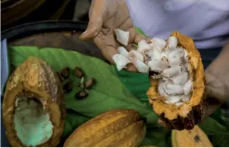 ??  ?? La producción de cacao juega un papel primordial en su desarrollo.