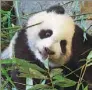  ?? SERGIO PEREZ/REUTERS ?? Chulina, a female baby panda born last August, rests inside her indoor enclosure during her public presentati­on at the zoo in Madrid, Spain, on Thursday.