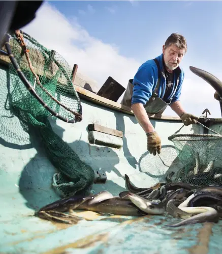  ??  ?? KAN TVINGAS BYTA BRANSCH. Ålfiskaren Sven-erik Tenghagen (till höger) och hans medarbetar­e Marek Wesniewski ålfiskare i egen regi i 25 år, men ser ingen framtid för sitt fiske om det blir ett fiskestopp av ålen i Östersjön nästa år.