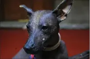  ?? MARCO UGARTE — THE ASSOCIATED PRESS ?? A Xoloitzcui­ntle breed dog named Pilon, rests during a press conference about the Xoloitzcui­ntle in art, Jan. 25in Mexico City.