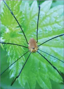  ??  ?? A harvestman, its tiny fat body suspended by extremely long, gangly legs.