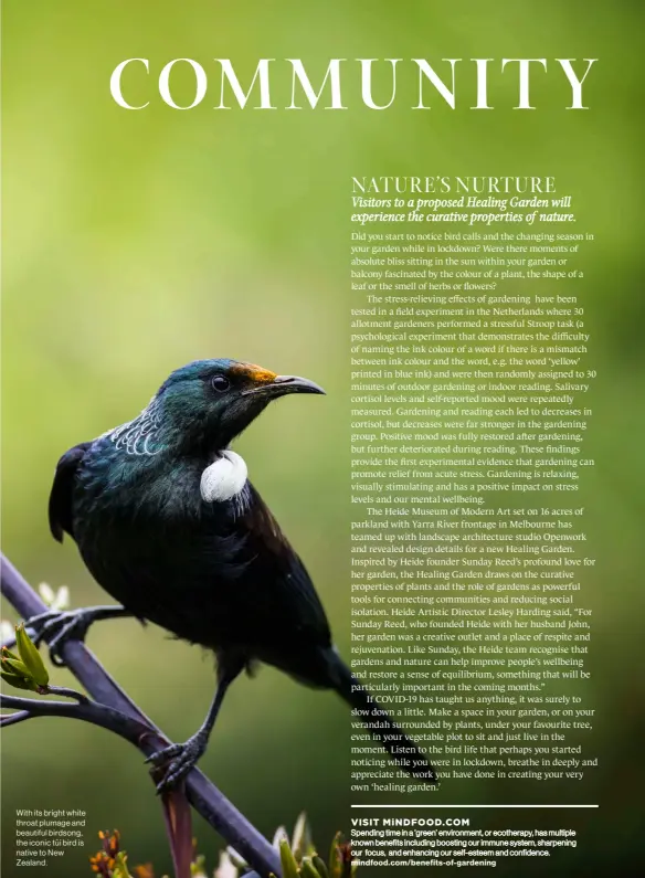  ??  ?? With its bright white throat plumage and beautiful birdsong, the iconic tūī bird is native to New Zealand.