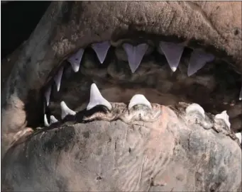  ?? NOAA FISHERIES — MICHELLE PASSEROTTI ?? A close-up of the great white shark’s jaw, including several serrated teeth.