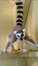  ??  ?? 21-year-old Daisy, a ring tailed Lemur.