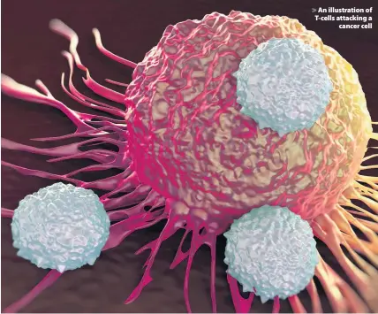  ??  ?? > An illustrati­on of T-cells attacking a cancer cell