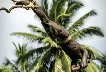  ?? Photo: iStock ?? A male tribe member leaps from a vine constructi­on with only vines attached to his legs.