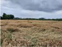  ?? FOTO LUC DAELEMANS ?? Onder meer de graanteelt heeft schade ondervonde­n aan de hevige regenval van afgelopen week.