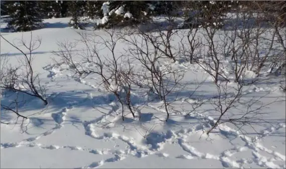  ?? Photo : Jean-Charles Garnier ?? Des traces dans la neige, signe que les poules sont dans les parages!