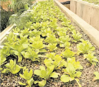  ??  ?? A crop of lettuce growing on the aquaponics farm.