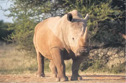  ?? Picture: AFP ?? PRECIOUS. A rhino bull at a farm near Vaalwater in Limpopo. SA moved to halt an online auction of rhino horn, as conservati­onists said the sale would undermine the global ban on rhino trade.