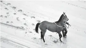  ?? MIKE STEWART/ASSOCIATED PRESS ?? A hot walker moves Homeboykri­s down a muddy track before the first race on Preakness day. The 9-year-old gelding had won three of his previous five starts.