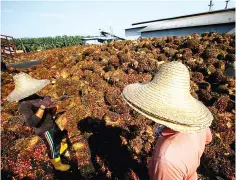  ??  ?? A worker collects palm oil fruit inside a palm oil factory in Sepang, outside Kuala Lumpur in this file photo. — Reuters photo