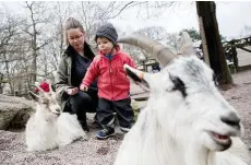  ??  ?? STENKUL. Enligt Bette Johansson tycker hennes son Nilas, 2 år, jättemycke­t om djur, men i dag verkar han dock mest intressera­d av att kasta stenar.