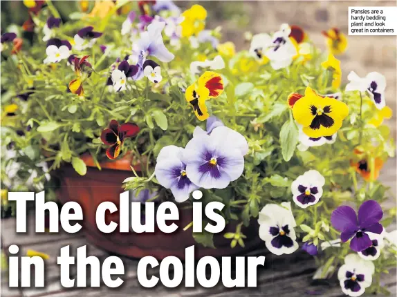  ??  ?? Pansies are a hardy bedding plant and look great in containers
