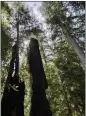  ?? PHOTO BY JUSTINE FREDERIKSE­N — UKIAH DAILY JOURNAL ?? The trail starts along Montgomery Creek. Montgomery Woods used to be home to the “tallest known tree in the world.”