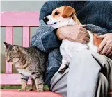  ?? DREAMSTIME ?? Understand­ing and patience are key when helping an adult pet adjust to a new home.