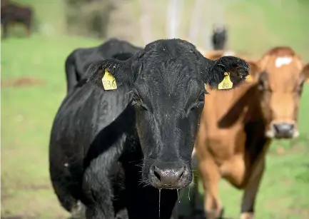  ?? CHRISTEL YARDLEY/STUFF ?? No farmer wants to see foot and mouth disease arriving in New Zealand.