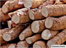  ??  ?? Cassava roots.