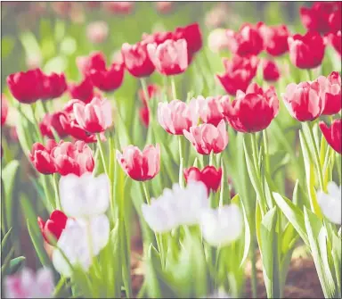  ??  ?? TIME TO NURTURE: The first spring-flowering bulbs such as these tulips, should be up now. Water them well twice a week and feed them