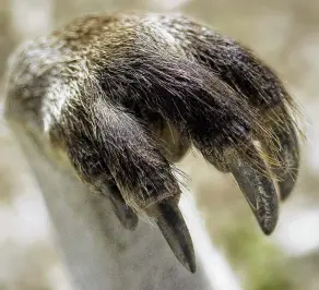  ?? PHOTO: GETTY IMAGES ?? The kangaroo uses its forepaw for feeding, grooming, leaning on when foraging and boxing.