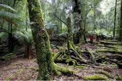  ??  ?? Above: Experience­d guides are at the ready, keen to point out the likes of freshwater crayfish mini-mansions and secrets of the rainforest.