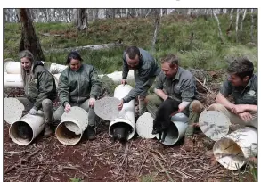  ?? (AP/WildArk/Cristian Prieto) ?? In this photo provided by WildArk, Tasmanian devils are released into the wild Sept. 10 at Barrington Tops, New South Wales state, Australia.