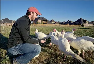  ?? NWA Media/BEN GOFF ?? Red Hat Farms
owner Adam Franklin feeds his Broad Breasted White turkeys. He raised 25 turkeys for this Thanksgivi­ng.