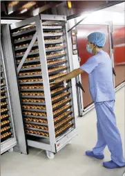  ??  ?? A worker inserts a rack with trays of chicken eggs into an incubator in the same factory.