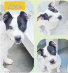  ?? ?? Five-month-old staffy cross Zack may just be the fun-loving pup you need.