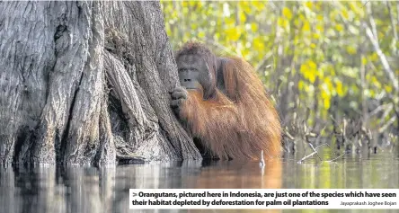  ?? Jayaprakas­h Joghee Bojan ?? > Orangutans, pictured here in Indonesia, are just one of the species which have seen their habitat depleted by deforestat­ion for palm oil plantation­s