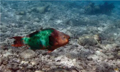  ??  ?? A parrotfish swims over a dead coral reef in the Florida Keys ‘We have one reef, and we have to doone small thing to protect that,’ said Key West’s mayor, Teri Johnston. Photograph: Wilfredo Lee/AP