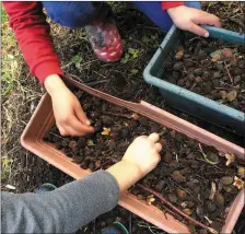  ?? Beech nuts planting with Kerry Forest Connection­s ??