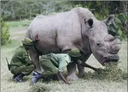  ?? REUTERS ?? Wardens attend to Sudan at the Ol Pejeta Conservanc­y in Laikipia national park, Kenya, on June 14, 2015.