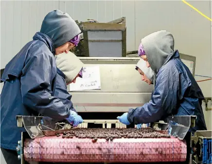  ?? PHOTO: MARK TAYLOR/STUFF ?? Hamilton’s BBC Technologi­es manufactur­ers machines which sort and pack small fruits.