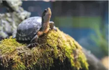  ?? Santiago Mejia / The Chronicle ?? A western pond turtle resides at the Aquarium of the Bay. The attraction at Pier 39 has had to delay its planned reopening.