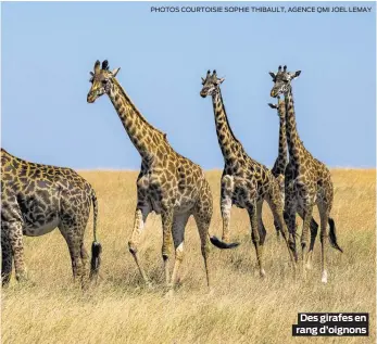  ?? PHOTOS COURTOISIE SOPHIE THIBAULT, AGENCE QMI JOEL LEMAY ?? Des girafes en rang d’oignons