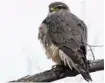  ?? TOM DEVECSERI PHOTO ?? A puffed up Merlin tries to keep warm on a cold morning in Navan.