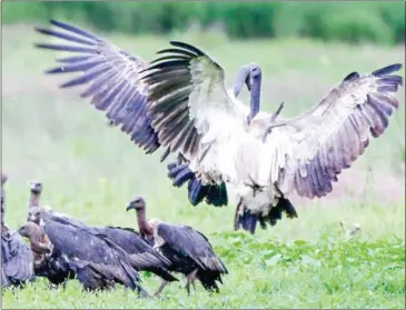  ?? HENG CHIVOAN ?? Last year’s census showed that Cambodia is home to three species of vultures with a total population of 137. The number has decreased to 119 this year.