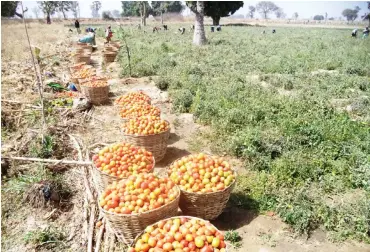  ??  ?? A tomato farm in Danja LGA of Katsina State
