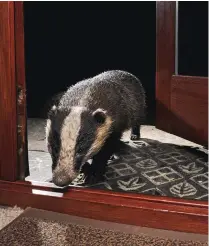  ??  ?? Above: after badgers had been coming to his garden for years, Laurie left the door open, habituatin­g the animals to the scents and ambient sounds of his house.