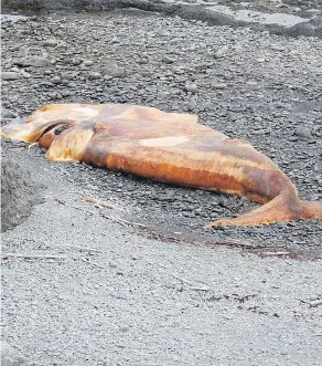  ?? THE CANADIAN PRESS / FISHERIES AND OCEANS CANADA ?? A dead North Atlantic right whale in the River of Ponds area in western Newfoundla­nd. Fisheries officials say this is the 10th dead right whale found in the region this year.