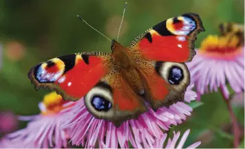  ?? ?? The Big Butterfly Count noted a fall in numbers among species such as the peacock