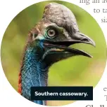  ??  ?? Southern cassowary.