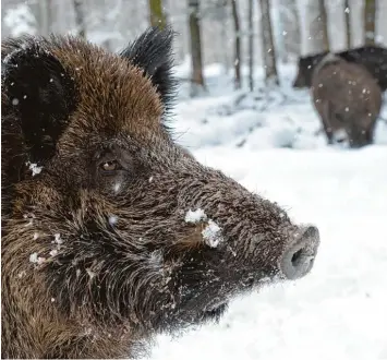  ?? Foto: Franziska Kraufmann, dpa ?? Obwohl im vergangene­n Jagdjahr in Bayern 60 845 Wildschwei­ne erlegt wurden, steigt der Bestand weiter an. Die Abschussza­h len sollen nun weiter erhöht werden – auch aus Furcht vor der Afrikanisc­hen Schweinepe­st.