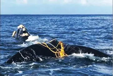  ?? Picture: NSRI ?? TRAPPED: A southern right whale, 10 to 12m long, entangled with rope around its tail offshore of Clovelly, between Kalk Bay and Fish Hoek.