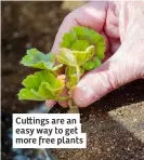  ?? ?? Cuttings are an easy way to get more free plants