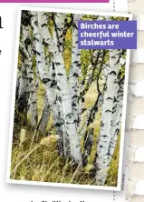  ??  ?? Birches are cheerful winter stalwarts