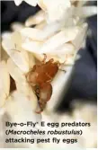  ??  ?? Bye-o-Fly® E egg predators ( Macrochele­s robustulus) attacking pest fly eggs
